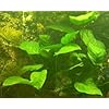 Anubias mutterpflanze XXL 20 – 30 cm, anubias – Aquariumplanten