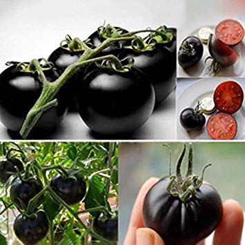 20PCS Rare Seeds Tomato Black Cherry Russian Heirloom Vegetable Seed Wholesale