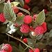 Seeds and Things Organic Red Raspberry 50 Seeds