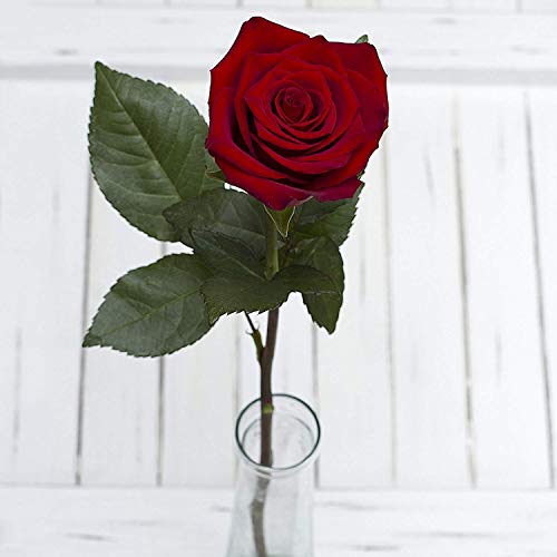 Fresh Cut 24 Red Roses - Fresh from the Farm Red Rose Bouquet – Hand-Selected Long-Lasting, Gift and Home Decor Perfect Fresh Flowers |20\" Long Stems No Vase-2 Dozen | Flowers Gift