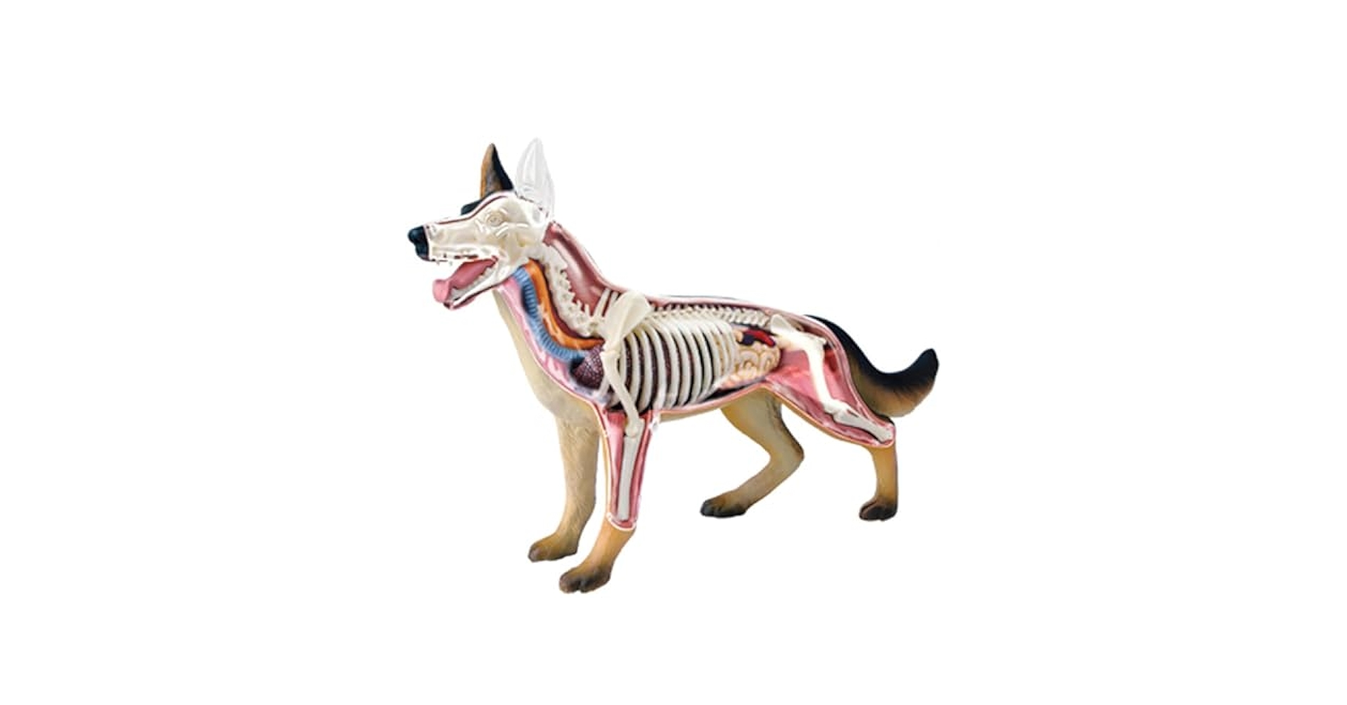 Amazon.com: SORECI 4D Dog Anatomy Model with Detachable