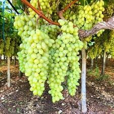The Gifti ® Hybrid Grafted Live Grapes Plants Golden Green Grape Fruit 1 Healthy Plant in Nursery Grow Bags (B0CVTPM2R7) Amazon Price History, Amazon Price Tracker