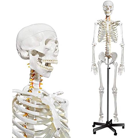 Menschliches Skelett-Modell für Anatomie, lebensgroß, medizinisches menschliches Skelett-Modell mit Nervensystem, 179,8 cm, mit Rollständer für medizinisches Studium und Ausstellung von 3 Postern Cover