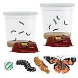 Insect Lore Two Cups of Live Caterpillars - 10 Live Painted Lady Caterpillars with Food - Includes Bonus Butterfly Life Cycle Figurines - Refill for Butterfly Garden Habitat