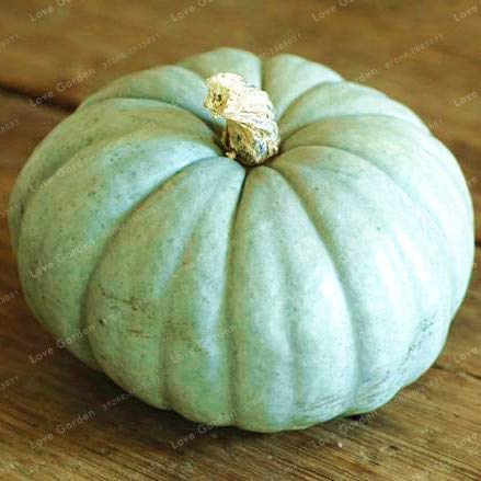 Pinkdose 10 Pcs/Bag Pumpkin Bonsai Organic Vegetables Nutrient Rich Food Edible Bonsai Seeds For Home Garden Color-7