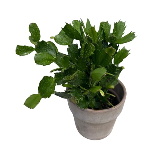 PLANTVERS Schlumbergera Bridgesii Christmas Cactus in a 4" Grow Pot