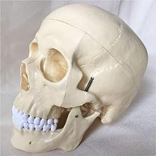 Educational Model Life Size Human Anatomy Skull Model Anatomical Skull Model Medical Anatomical Skull Model Detachable Skull Mode,Medical Models