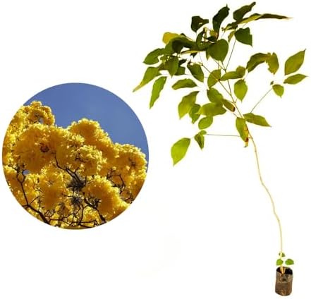 Muda de Ipê Amarelo Bola 20 a 40cm AMK - Plantas Online