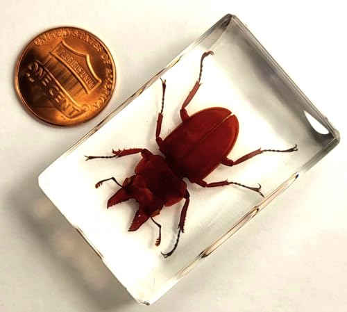 Image of 44mm Real Golden Stag Beetle in Crystal Clear Lucite Resin Specimen Preserved Insect Bugs Taxidermy Crafts Collection for Biology Science Education & Desk Ornament Display Supplies Small Paperweight