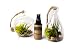 Air Plant River Side Set C, 1 Round Terrarium 1 Teardrop Terrarium Combo Pack with 2 oz. Fertilizer