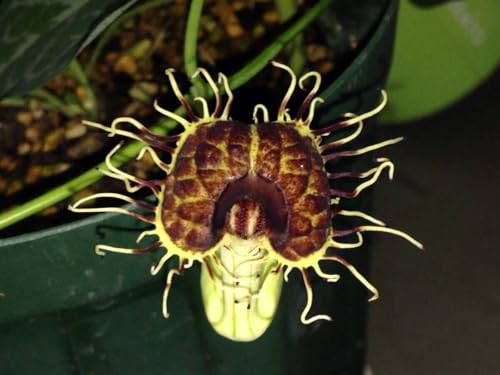 �A���X�g���L�A �t�B���u���A�[�^ ��q400�� �E�}�m�X�Y�N�T �R�쑐 �ϗt�A��