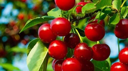 Ciliegio pianta da frutta innestata di 2/3 anni in vaso da 5 litri Made in Italy Vivaio di Castelletto