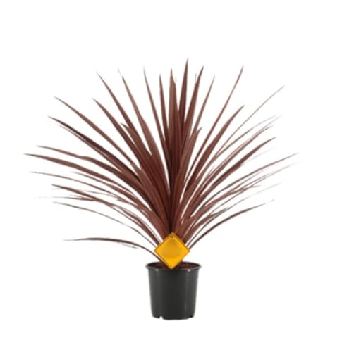 Planta natural Cordyline Red Star, 30-40 cm. Planta exótica de hojas largas rojo burdeos, ideal para jardines y macetas. Segura Garden.