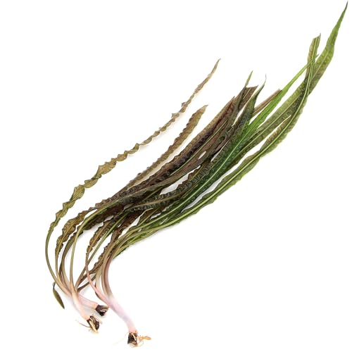 K2AQUA 3 x XL Cryptocoryne Balansae Live Aquarium Plant Tall Wavy Green Leaves Easy Care Low Maintenance Background Midground Freshwater Tank Natural Decoration Beginner Friendly