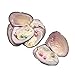 JNMM Freshwater Oysters with Twin Pearls Inside - Cultured Round Pearl Oysters, 10 Shining Meaningful Colors, 20 Pearls Total (6-8mm, 10 PCs/lot)