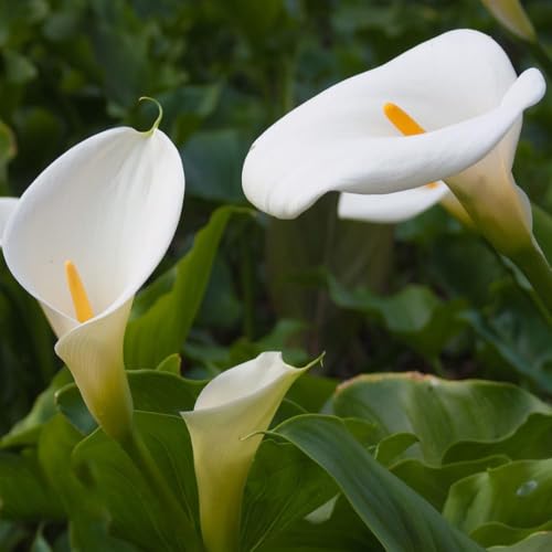 5 pezzi bulbi calla perenne - giardino decorazione balcone, giardino bulbi sono resistenti, resistenti al,