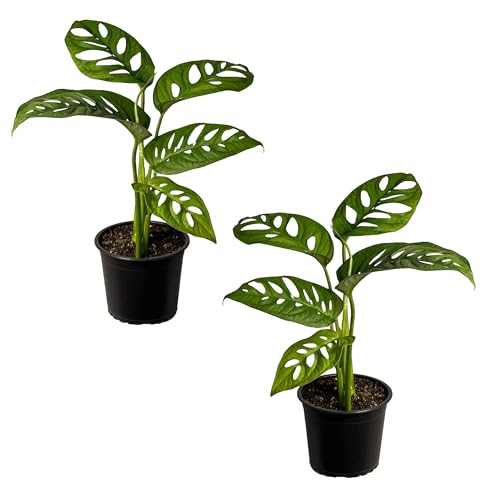 LEAL PLANTS ECUADOR Monstera Adansonii Swiss Cheese Plant (Pack of 2) Indoor houseplant | Live Plant Easy to Grow Indoor| Air Purifying Indoor Plant, Unique Gift for Plant Lovers
