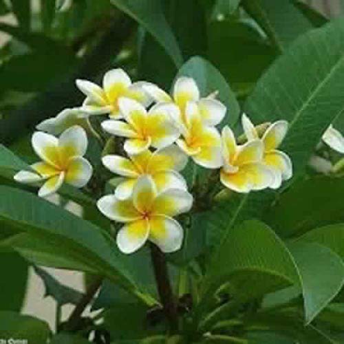 SJ Stocks Plumeria Dwarf Champa Frangipani Pink Live Natural Plant(Pot Included) (B07Y3V31NW) Amazon Price History, Amazon Price Tracker