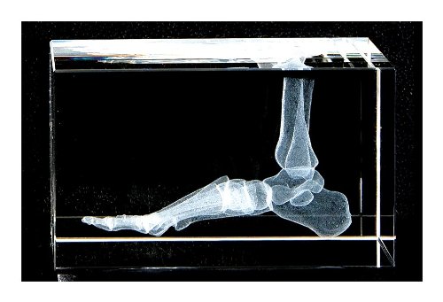 Foot and Ankle 3D Laser 10lb Crystal, Anatomy, Bone, Physical Therapy Sports, 8x5x3inch