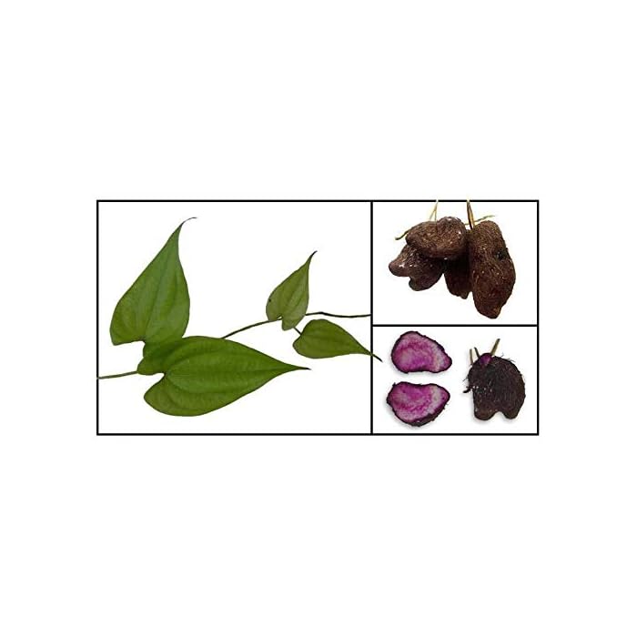 Buy Lumos80 Rhizomes Dioscorea Alata (UBE Purple yam NOT Sweet Potato