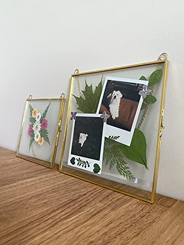 Beedecor Double Glass Frame For Pressed Flowers, Leaf And Artwork - Hanging Square 8X8 Metal Picture Frames, Clear Floating Pressed Glass Frame, Wall Decor Photo Display, Set Of 2 Flower Press Frames With Chain (Gold, 8X8) #TOP6