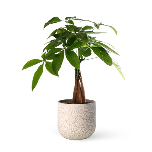 Pachira Aquatica o Árbol del dinero | Planta natural ideal para interior con altura de 35-40 cm en maceta de 12ø | April Plants