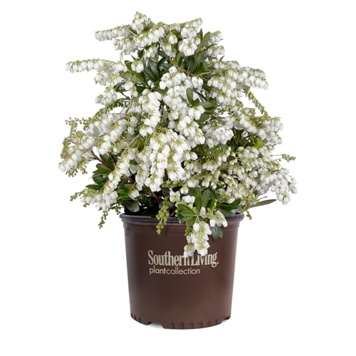 Mountain Snow Pieris (2 Gallon) Blooming Evergreen Shrub with White Flowers - Part Shade to Shade Live Outdoor Plant
