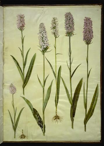 Tableau d'art mural Dactylorhiza Maculata par Hans Simon Holtzbecker poster vintage 60x90cm