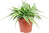 Chlorophytum Natural Fácil de Cuidar