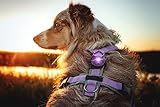 Orbiloc 393342/2937 Orbiloc Dog Dual Safety Light Hundelicht mit Befestigungsgummi, purple