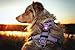 Orbiloc 393342/2937 Orbiloc Dog Dual Safety Light Hundelicht mit Befestigungsgummi, purple