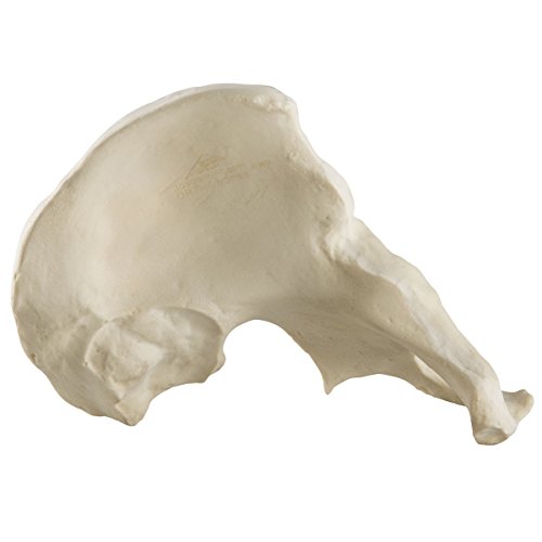 Image of 3B Scientific 1019612 Orthobones Standard Left Hemi Pelvis Bone Model, Male
