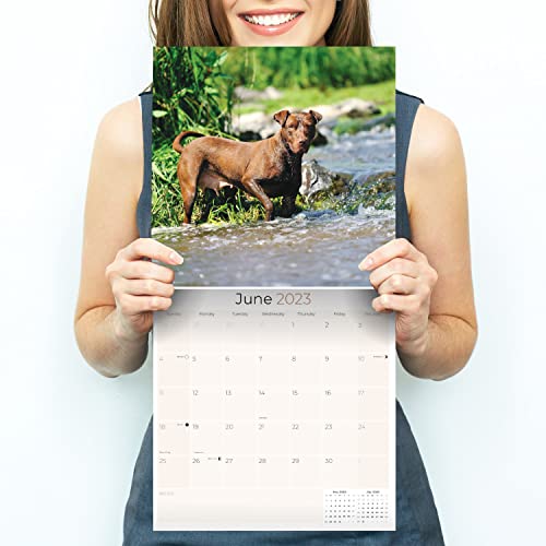2022 2023 Pitbull Calendar - Dog Breed Monthly Wall Calendar - American Pitbulls Calendar - Made In Usa - 12 X 24 Open - Academic Teacher's Planner Calendar For Organizing & Planning - Made In Usa #TOP4