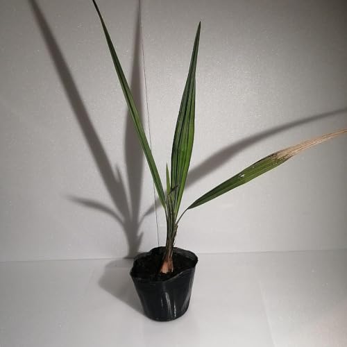 ココスヤシ_栃木県大田原市生産品_Bear`s palm( 鉢底からの高さ40cm-50cm)