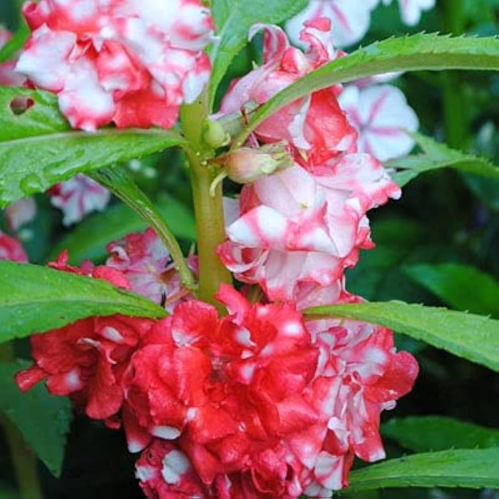 Flower❣️ ™ZX-Hybrid Flower Seeds for Summer Season (Pack of 50 Seeds