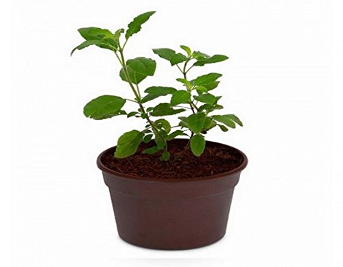 See full amazon price history chart for GreenBourne Kapoor Tulsi Live Plant GreenBourne Kapoor Tulsi Live Plant (B08P1SC5CR) Amazon Price History, Amazon Price Tracker