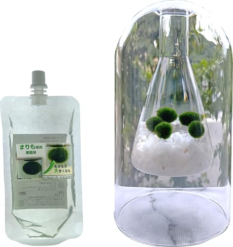 まりも 5個 三角フラスコ型(2重ガラス)ミニ水槽付き まりも栄養剤付き 飼育フルセット