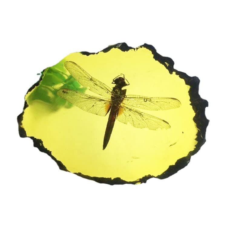 Image of Amber Fossils Insect Samples Artificial Amber Insect Specimen Pendant Stone Decoration Crystal Samples Collection Science Education Dragonflies, Cicadas, Scorpions, Butterflies (Dragonflies)