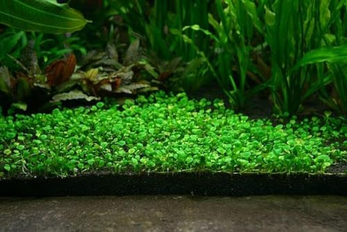 SANSEFERO Carpet Seeds/Ornament Aquatic Live Double Leaf Aquarium Plants 500 Seeds for Aquarium Pack of 1
