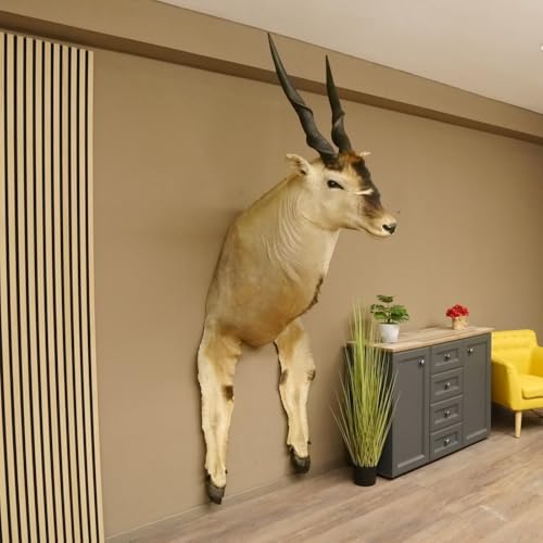 GTK - Geweihe & Trophäen KRUMHOLZ Riesengroßer Eland BULLE Kopfpräparat mit Füße