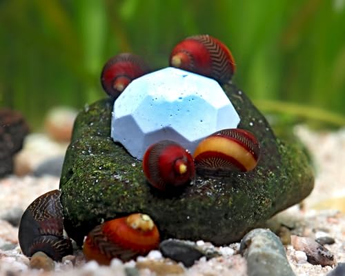 NatureHolic Crustarock Blue Spirulina | Mineralfutter mit blauem Spirulina | Unterstützt Häutung & Gehäuseaufbau | Für Garnelen, Schnecken, Krebse & Krabben im Aquarium | 15 Stück