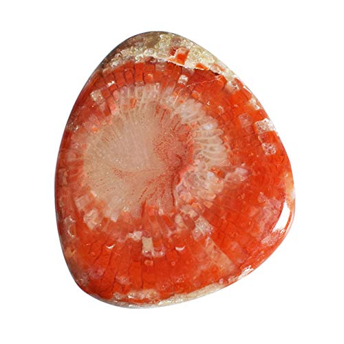 Cabochon en corne rouge de l'Utah 24 CTW 28x24mm pour création de bijoux uniques