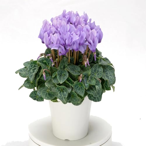 花苗 シクラメン ドラゴン ライトブルー 2株 / 国華園 25年秋商品のサムネイル