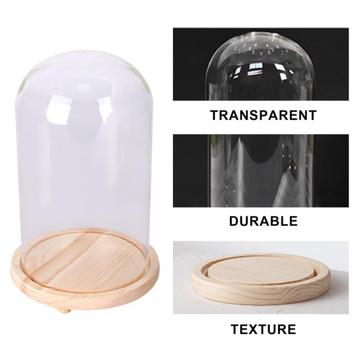 Predolo Glas Cloche 18cm Mit Holzsockel - Displayglocke Für Deko