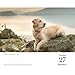Carousel Calendars, Golden Retrievers 2026 Desk Calendar, 6.18'' X 5.43'', 16-Month Calendar with Stapled Binding