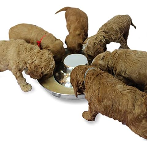 Podinor Stainless Steel Puppy Dog Bowls, Pets Puppies Feeding Food and Water Weaning Bowls Dishes Feeder Cover