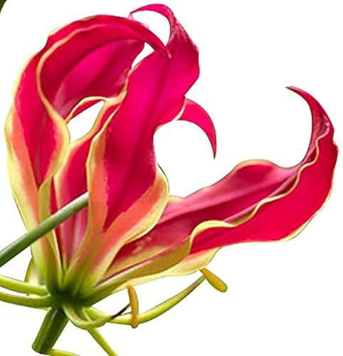 Gloriosa Rothschildiana Lily Climbing Vine Tuber