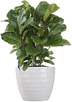Costa Farms Ficus Lyrata, Little Fiddle Bambino Trending Tropicals Collection Live Indoor Plant, 1-Foot, Green