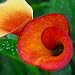 FLAME - Calla Lily Bulb - Great Yellow/Orange Variety