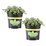 Bonnie Plants Peppermint, Live Plant, 1 Gal., 2-Pack